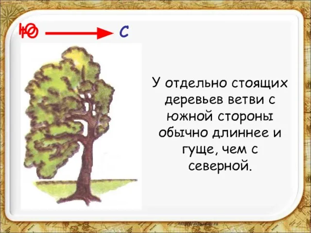 Ю У отдельно стоящих деревьев ветви с южной стороны обычно длиннее и