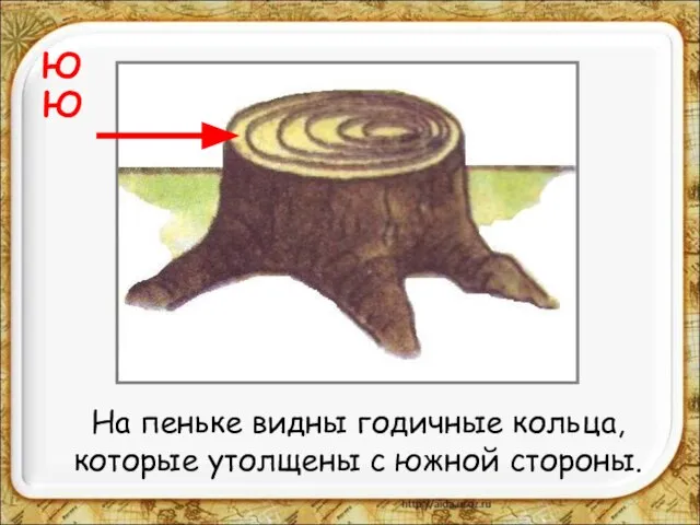 Ю На пеньке видны годичные кольца, которые утолщены с южной стороны. Ю