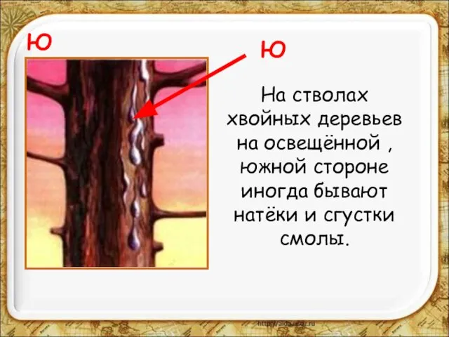 Ю На стволах хвойных деревьев на освещённой , южной стороне иногда бывают