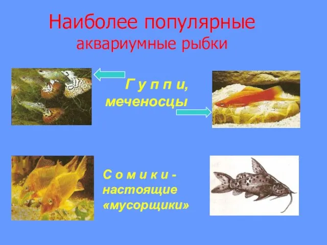 Наиболее популярные аквариумные рыбки Г у п п и, меченосцы С о