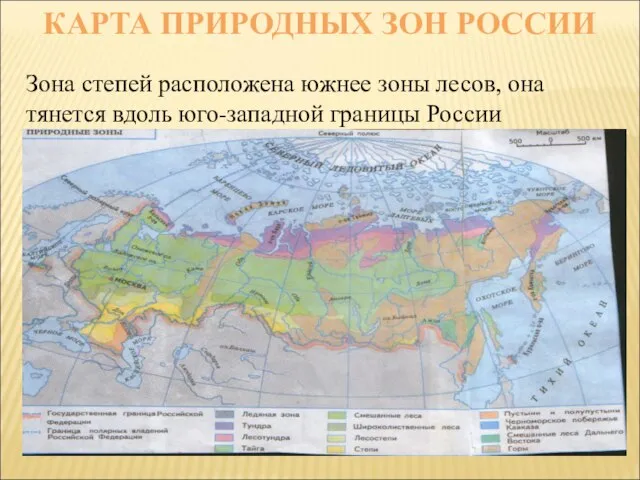 КАРТА ПРИРОДНЫХ ЗОН РОССИИ Зона степей расположена южнее зоны лесов, она тянется вдоль юго-западной границы России