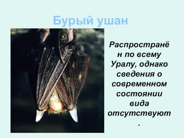 Бурый ушан Распространён по всему Уралу, однако сведения о современном состоянии вида отсутствуют.