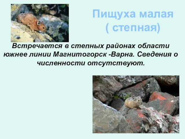 Пищуха малая ( степная) Встречается в степных районах области южнее линии Магнитогорск