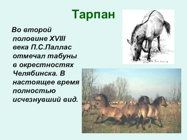 Тарпан Во второй половине XVIII века П.С.Паллас отмечал табуны в окрестностях Челябинска.