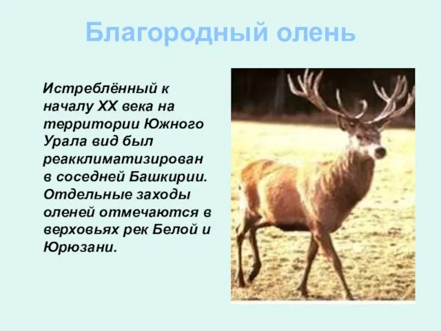 Благородный олень Истреблённый к началу ХХ века на территории Южного Урала вид