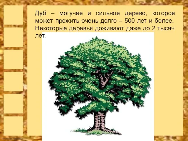 Дуб – могучее и сильное дерево, которое может прожить очень долго –