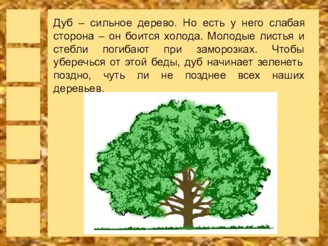 Дуб – сильное дерево. Но есть у него слабая сторона – он