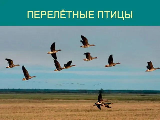 ПЕРЕЛЁТНЫЕ ПТИЦЫ