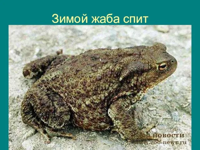 Зимой жаба спит