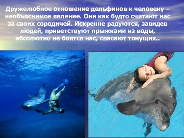 Дружелюбное отношение дельфинов к человеку – необъяснимое явление. Они как будто считают