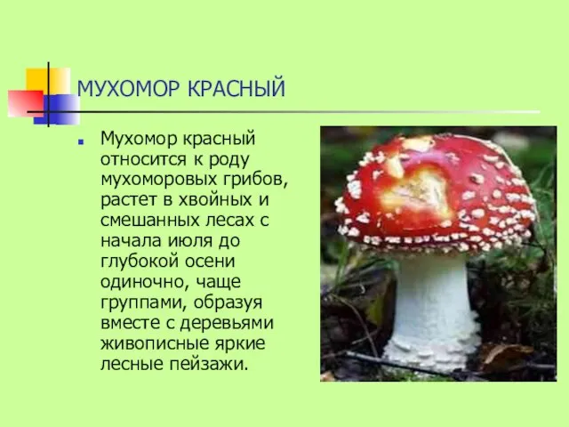 МУХОМОР КРАСНЫЙ Мухомор красный относится к роду мухоморовых грибов, растет в хвойных