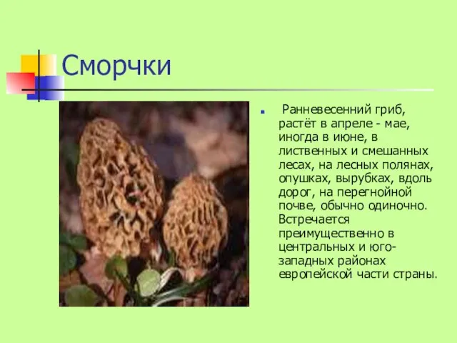 Сморчки Ранневесенний гриб, растёт в апреле - мае, иногда в июне, в