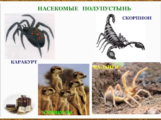 НАСЕКОМЫЕ ПОЛУПУСТЫНЬ НАСЕКОМЫЕ ПОЛУПУСТЫНЬ КАРАКУРТ СКОРПИОН ФАЛАНГИ СУРИКАТЫ