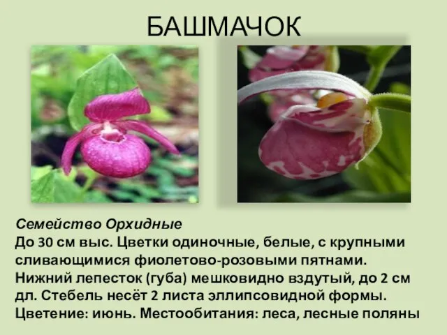 БАШМАЧОК Семейство Орхидные До 30 см выс. Цветки одиночные, белые, с крупными