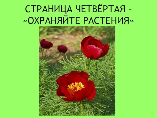 СТРАНИЦА ЧЕТВЁРТАЯ – «ОХРАНЯЙТЕ РАСТЕНИЯ»