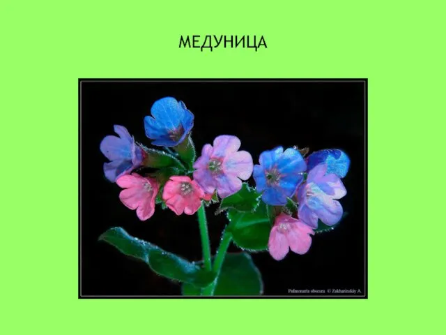 МЕДУНИЦА