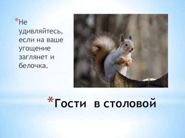 Гости в столовой Не удивляйтесь, если на ваше угощение заглянет и белочка.