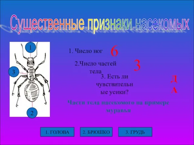 1 3 2 Существенные признаки насекомых 1. Число ног 2.Число частей тела