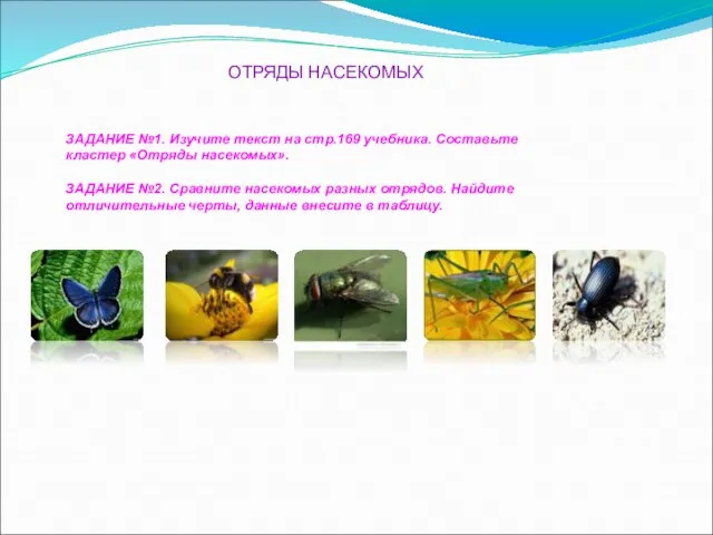 ОТРЯДЫ НАСЕКОМЫХ ЗАДАНИЕ №1. Изучите текст на стр.169 учебника. Составьте кластер «Отряды