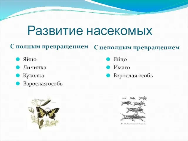 Развитие насекомых С полным превращением С неполным превращением Яйцо Личинка Куколка Взрослая