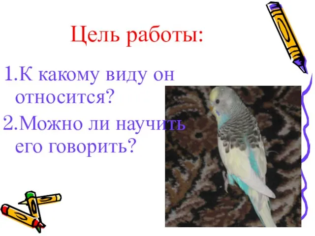 Цель работы: 1.К какому виду он относится? 2.Можно ли научить его говорить?