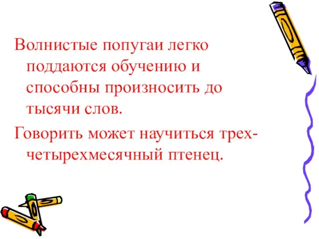 Волнистые попугаи легко поддаются обучению и способны произносить до тысячи слов. Говорить может научиться трех-четырехмесячный птенец.