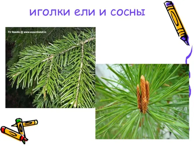 иголки ели и сосны