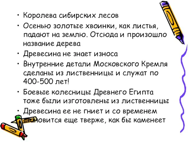 Королева сибирских лесов Осенью золотые хвоинки, как листья, падают на землю. Отсюда