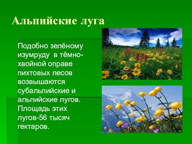 Альпийские луга Подобно зелёному изумруду в тёмно-хвойной оправе пихтовых лесов возвышаются субальпийские