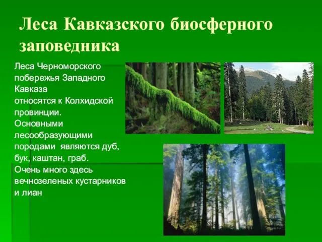 Леса Кавказского биосферного заповедника Леса Черноморского побережья Западного Кавказа относятся к Колхидской