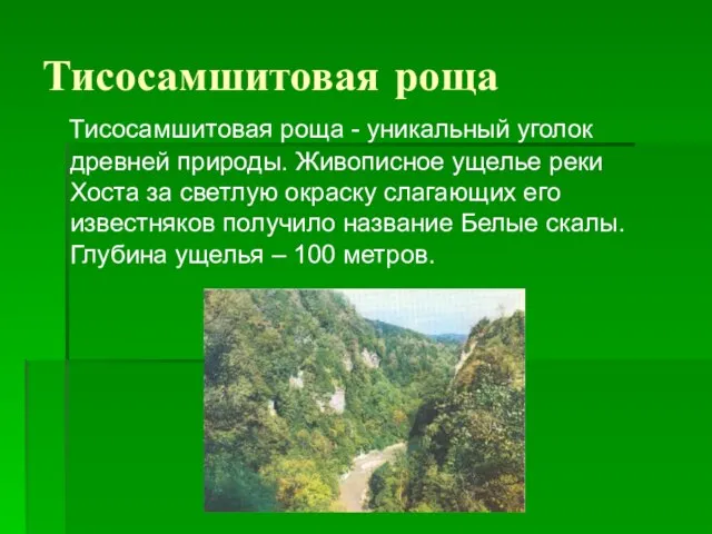 Тисосамшитовая роща Тисосамшитовая роща - уникальный уголок древней природы. Живописное ущелье реки