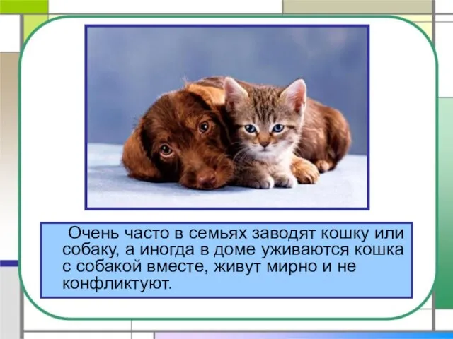 Очень часто в семьях заводят кошку или собаку, а иногда в доме