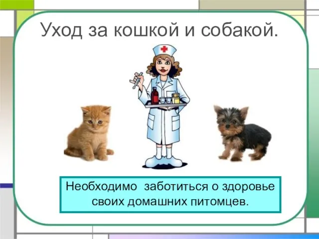 Уход за кошкой и собакой. Необходимо заботиться о здоровье своих домашних питомцев.