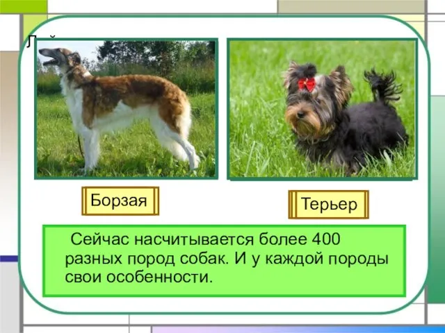 Лайка Сейчас насчитывается более 400 разных пород собак. И у каждой породы