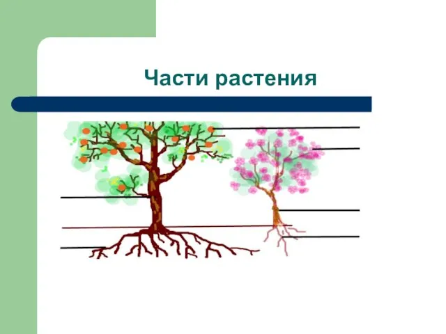 Части растения