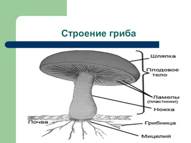 Строение гриба