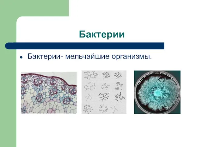 Бактерии Бактерии- мельчайшие организмы.