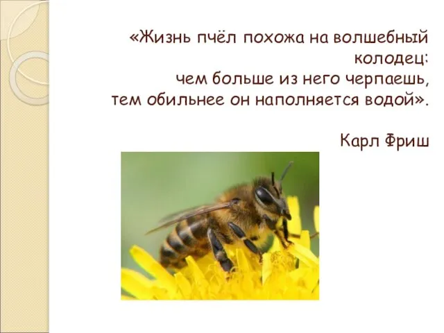 «Жизнь пчёл похожа на волшебный колодец: чем больше из него черпаешь, тем