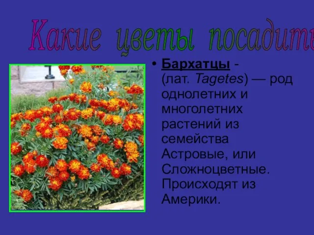 Бархатцы - (лат. Tagetes) — род однолетних и многолетних растений из семейства