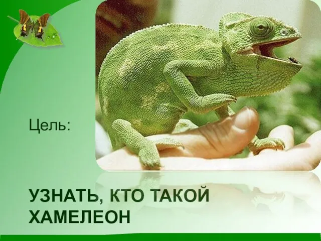 УЗНАТЬ, КТО ТАКОЙ ХАМЕЛЕОН Цель: