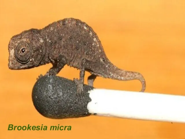 Brookesia micra