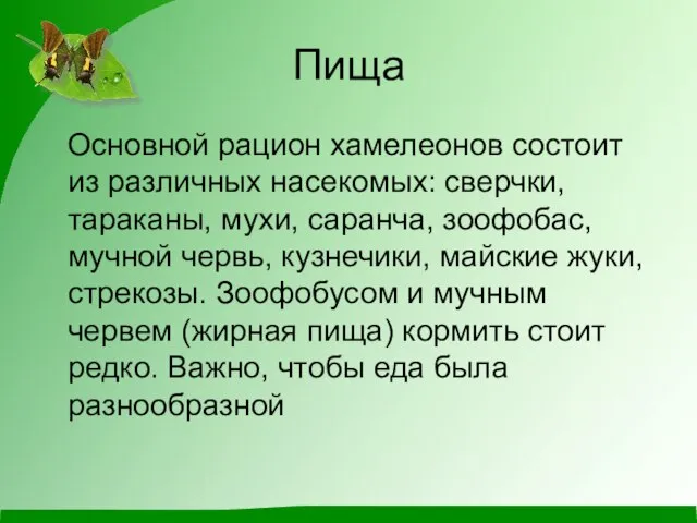 Пища Основной рацион хамелеонов состоит из различных насекомых: сверчки, тараканы, мухи, саранча,