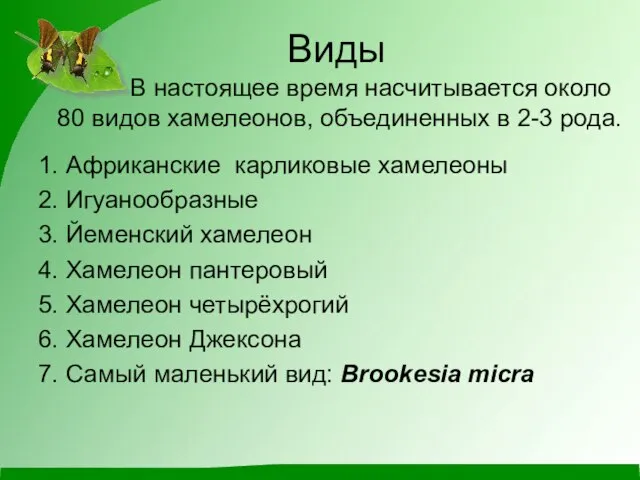 Виды В настоящее время насчитывается около 80 видов хамелеонов, объединенных в 2-3