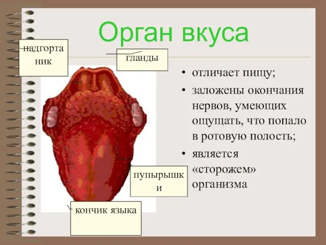 Орган вкуса отличает пищу; заложены окончания нервов, умеющих ощущать, что попало в