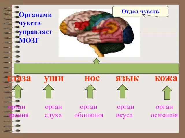 глаза уши нос язык кожа орган орган орган орган орган зрения слуха