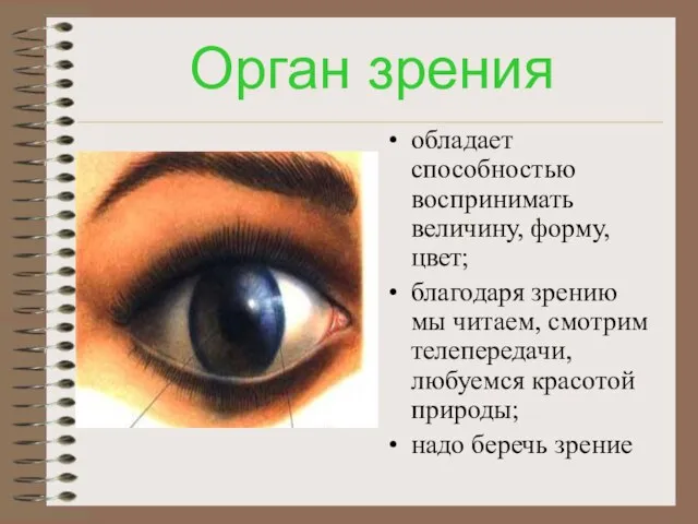 Орган зрения обладает способностью воспринимать величину, форму, цвет; благодаря зрению мы читаем,