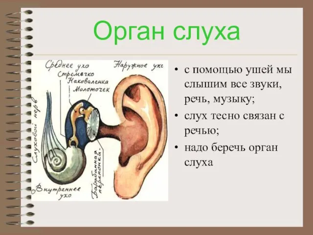 Орган слуха с помощью ушей мы слышим все звуки, речь, музыку; слух
