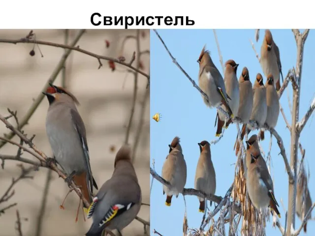 Свиристель