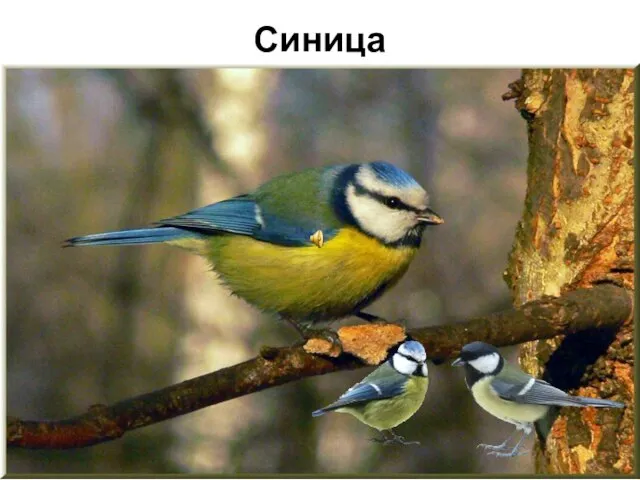 Синица