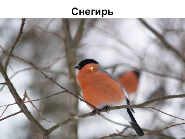 Снегирь